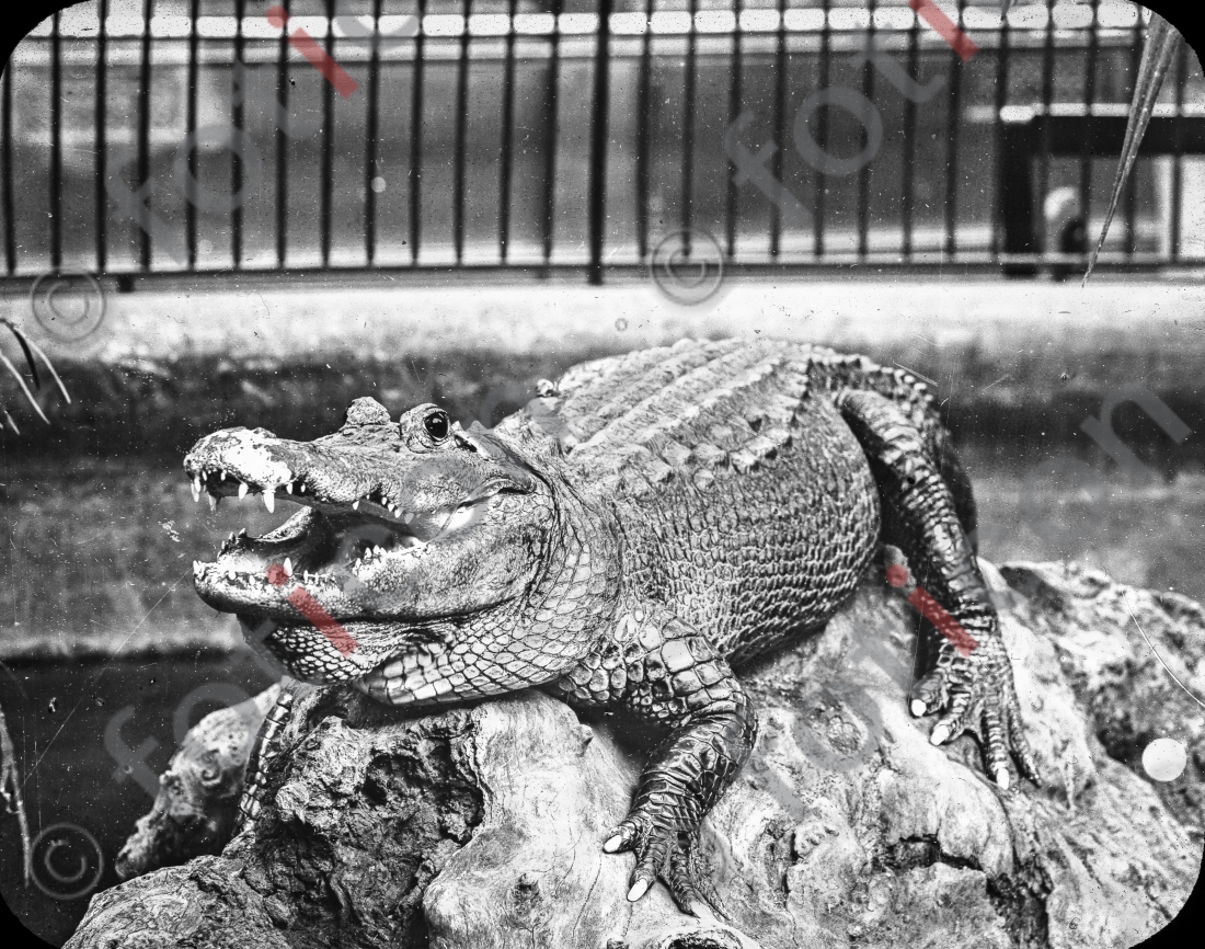Krokodil | Crocodile (foticon-simon-167-078-sw.jpg)